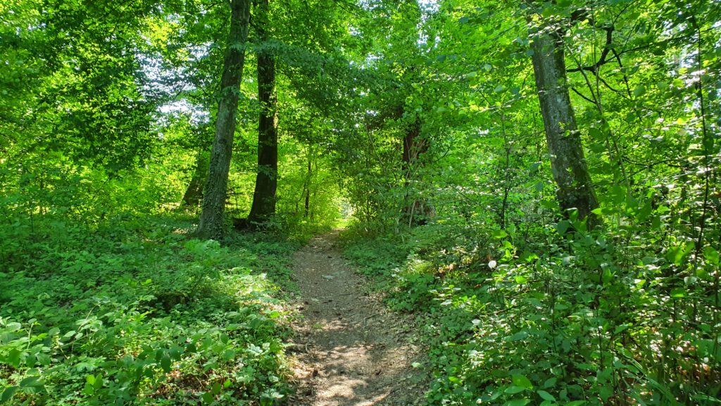 Wald Bild 1